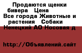 Продаются щенки бивера › Цена ­ 25 000 - Все города Животные и растения » Собаки   . Ненецкий АО,Носовая д.